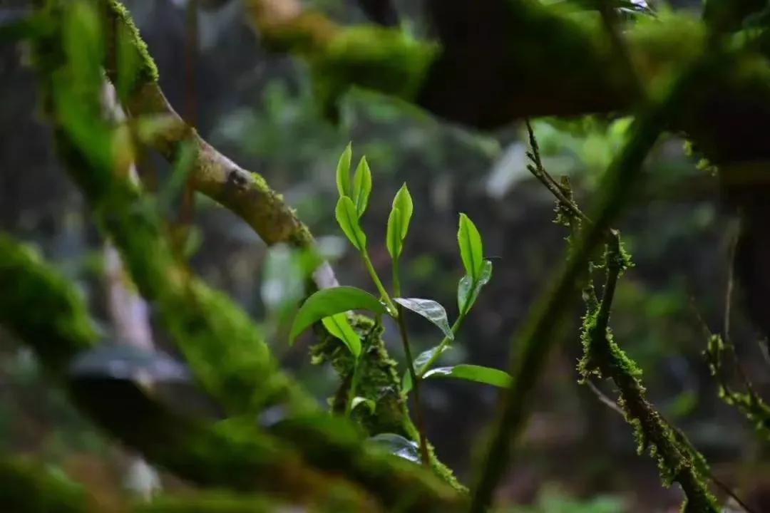 不在山只在人情反覆间,行路难只在人情反覆间是什么意思