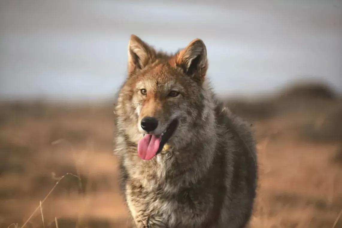 黄鼠狼进鸡棚咬死鸡,养鸡场遭黄鼠狼祸害
