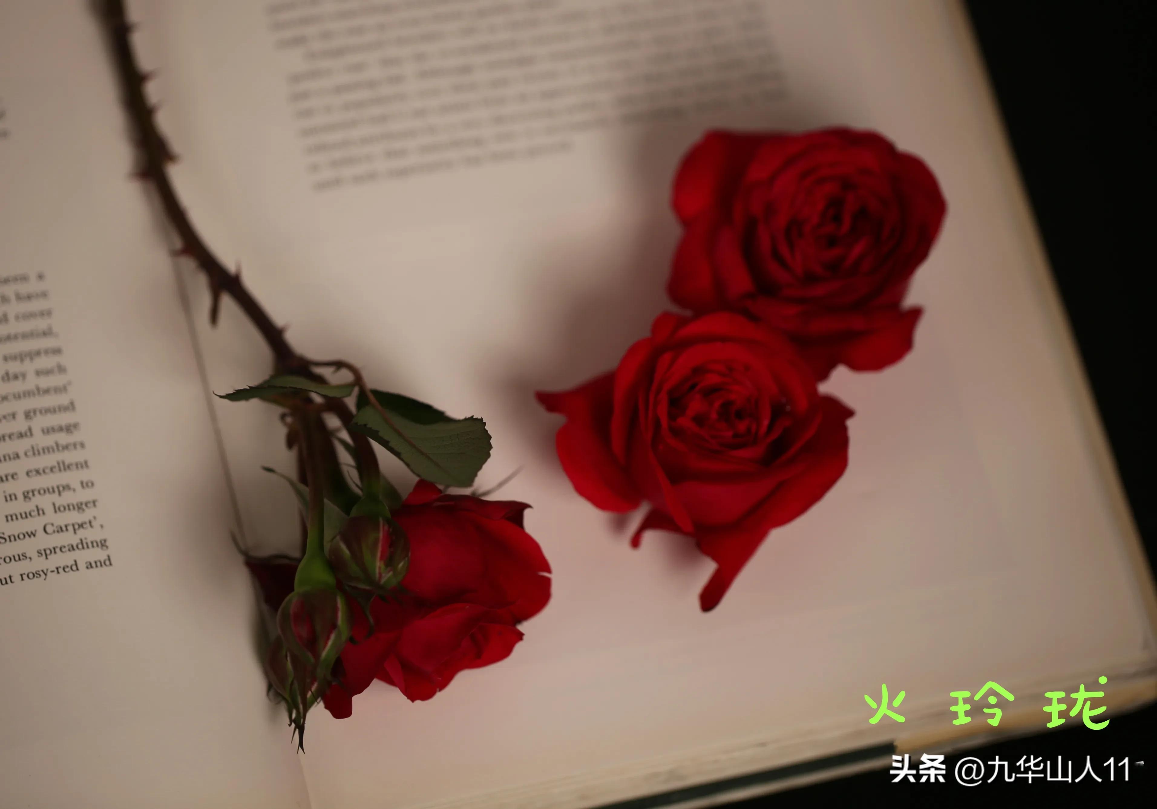 天狼月季新品预售,天狼月季官方旗舰店烛光月季