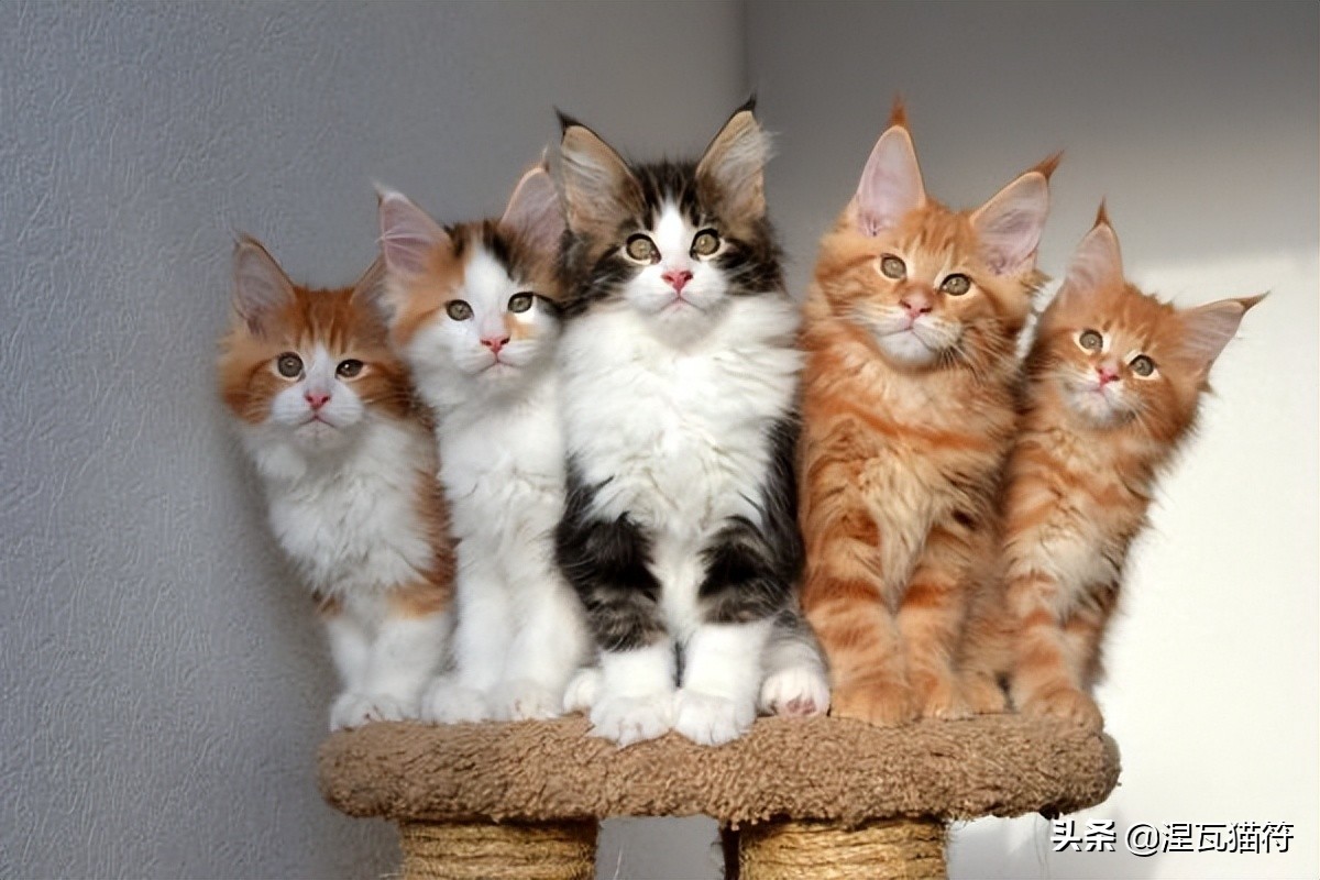 缅因库恩猫银虎斑,缅因猫浅银虎斑