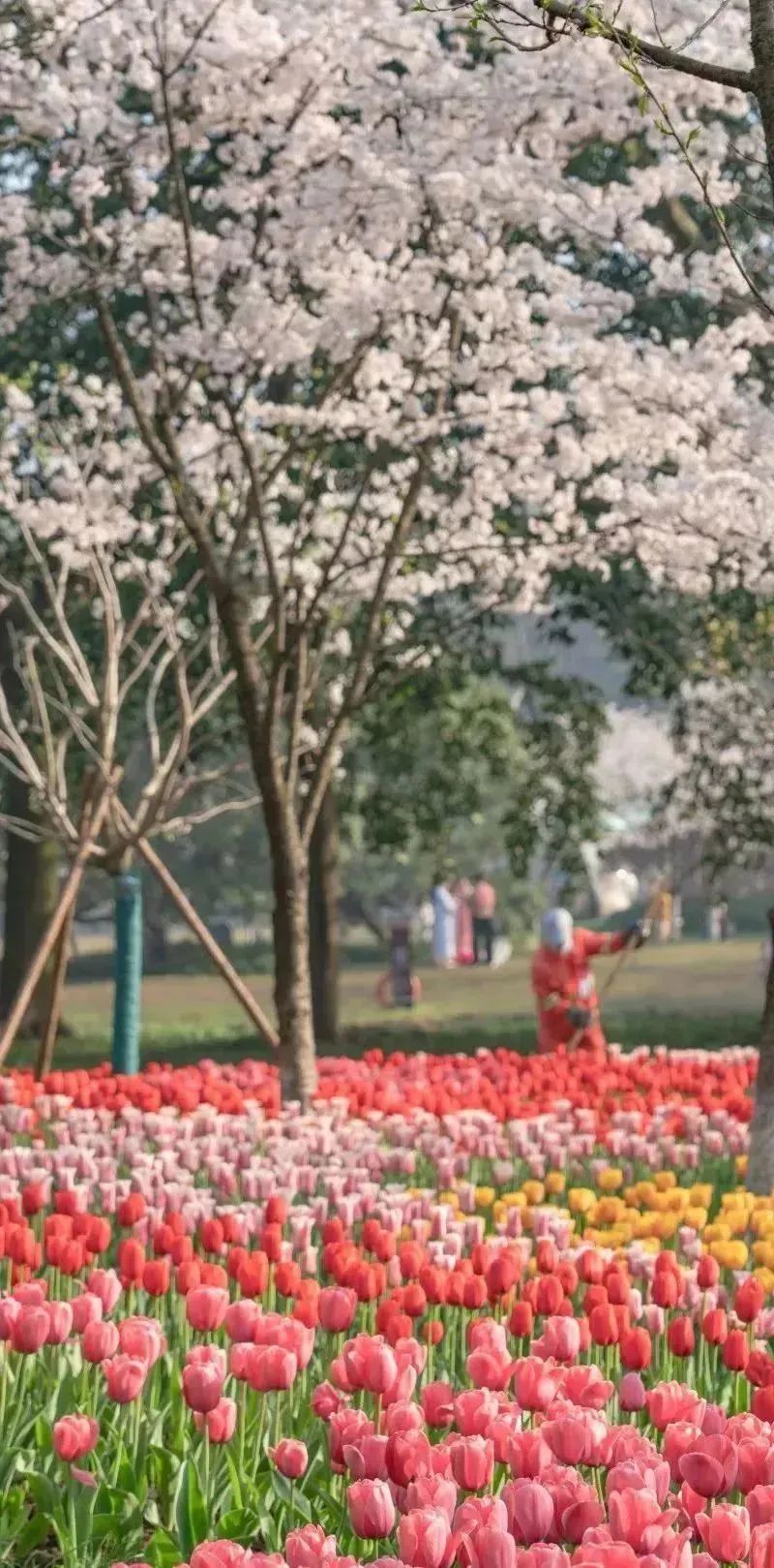 日本100个最佳樱花景点,日本十大樱花景点