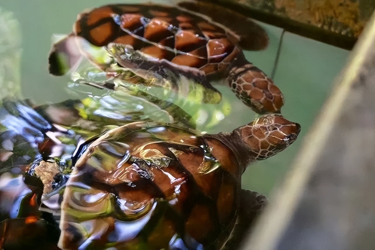 男子花200万买龟,男子靠三只病龟赚了6000万