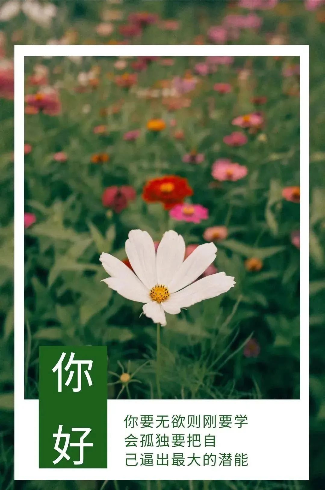 早安心语每日一句正能量短句图文,早安心语励志语录精辟