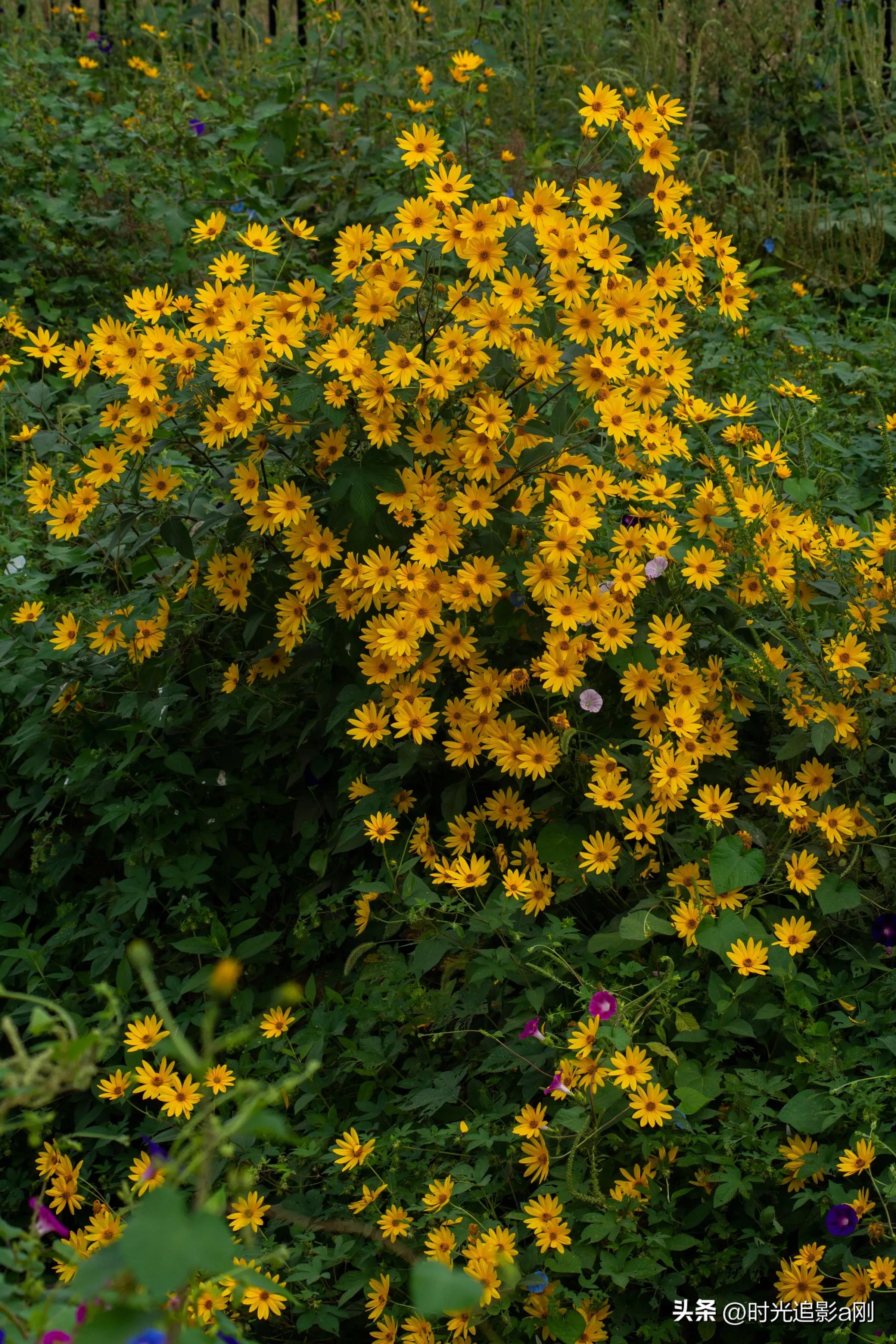 蓝眼菊的花语,七彩菊花语和寓意