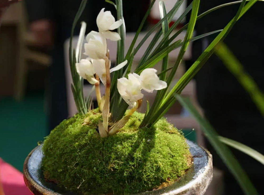 中国十大名兰哪种最好看又好养,名兰都是哪些品种