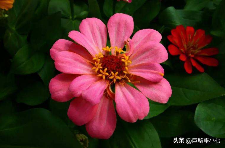 狠起来自己都害怕合集,最难驾驭的三大星座生来叛逆