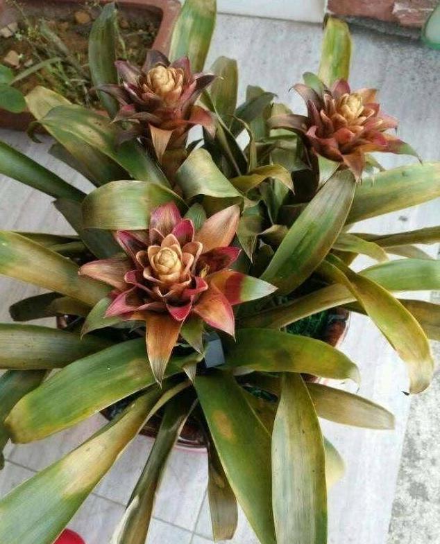 琚獥浜嗕竴娆″氨寰堥毦鎵惧洖鏉ヤ簡,琚獥鍚庤姳浜嗕竴骞磋蛋鍑烘潵