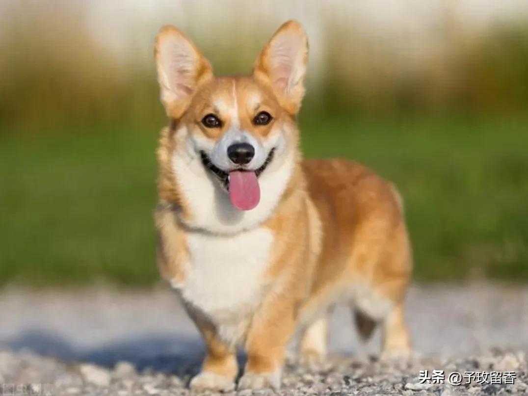 宠物狗应该怎么养详细介绍科普,宠物狗喂养及训练方法有哪些