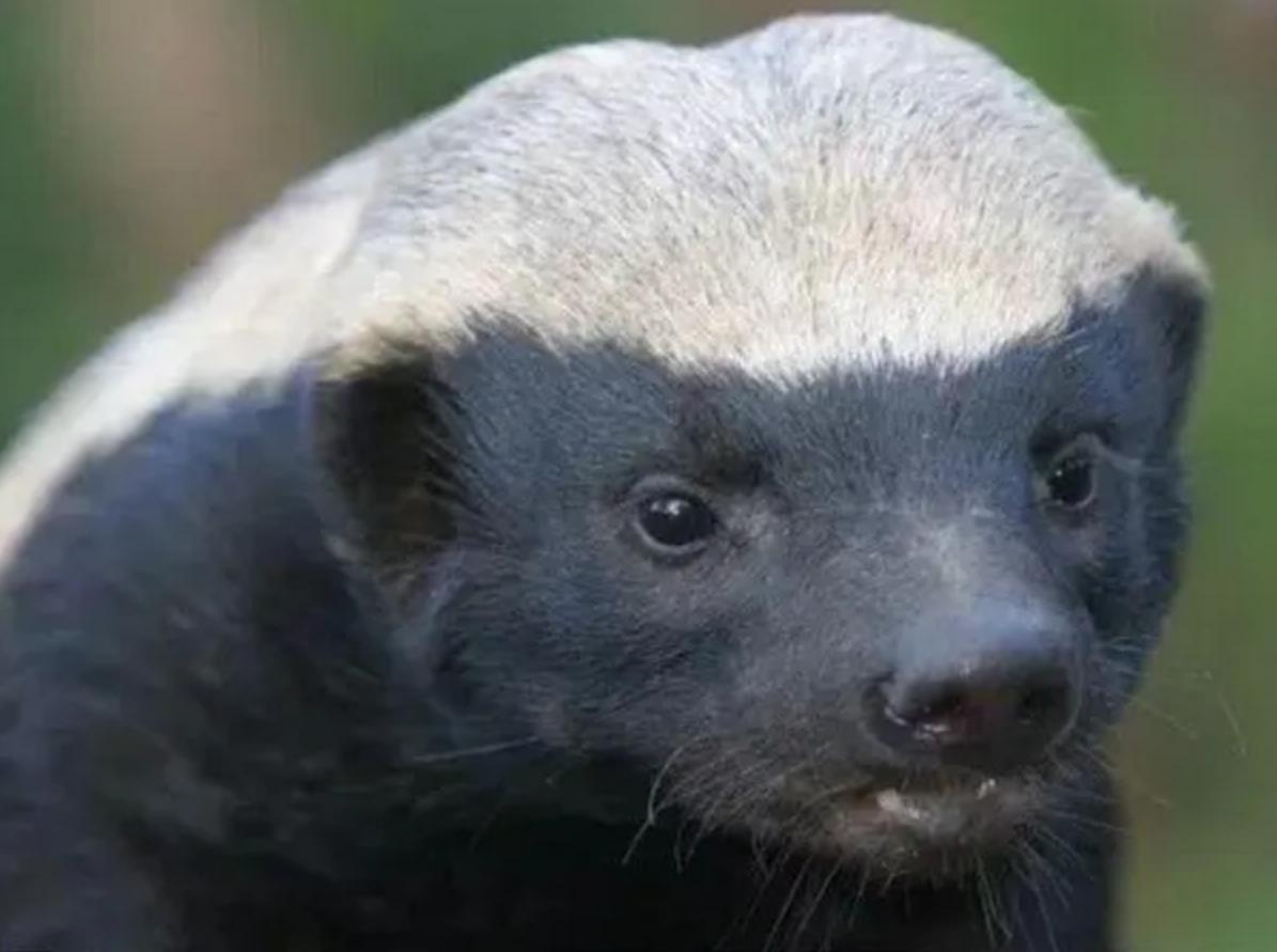 藏獒在猛犬界的地位,曾经火爆的藏獒