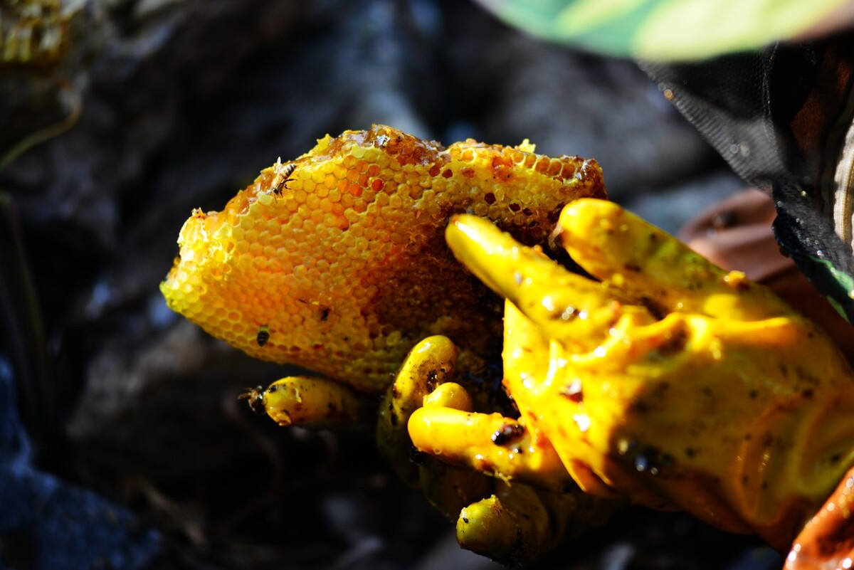 检验蜂蜜真假的小妙招用卫生纸,蜂蜜会结晶吗怎么识别真假蜂蜜