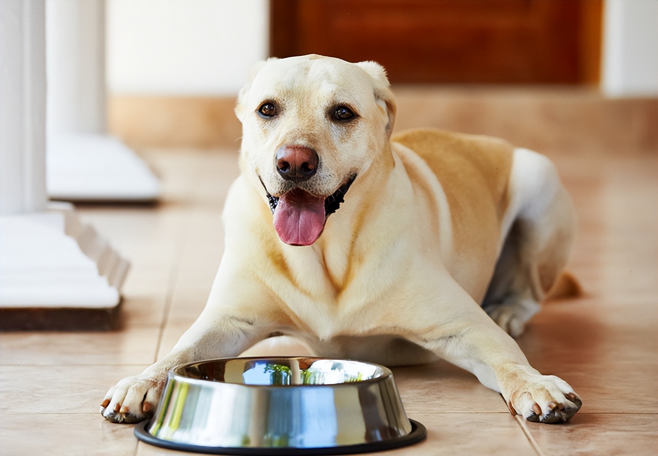 狗狗厌食挑食怎么办,狗狗厌食怎么办吃了东西就吐