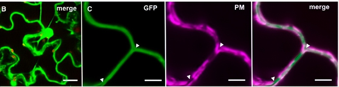 NPF2.8促进因子对拟南芥花粉表面黄酮醇糖苷积累作用的研究
