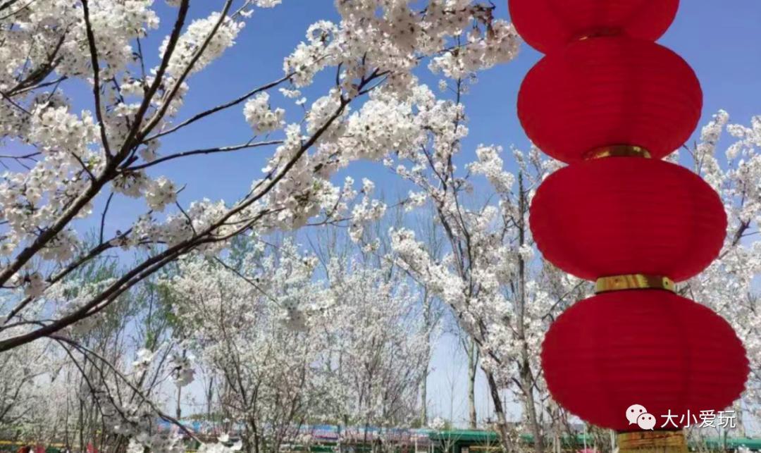 超级美的樱花美景全景,浪漫樱花海美景图