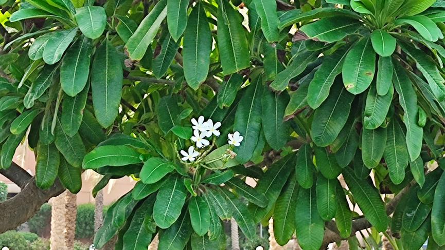 迪拜适合养什么植物,迪拜常见花草