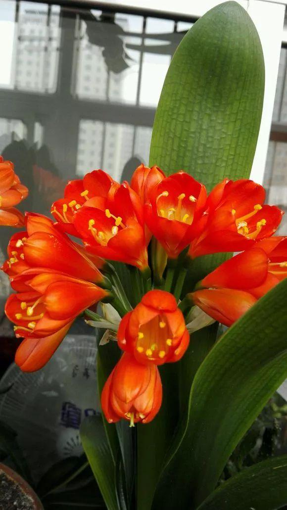 5种花清新淡雅好漂亮,5种花卉夏天不怕晒越晒开花越多