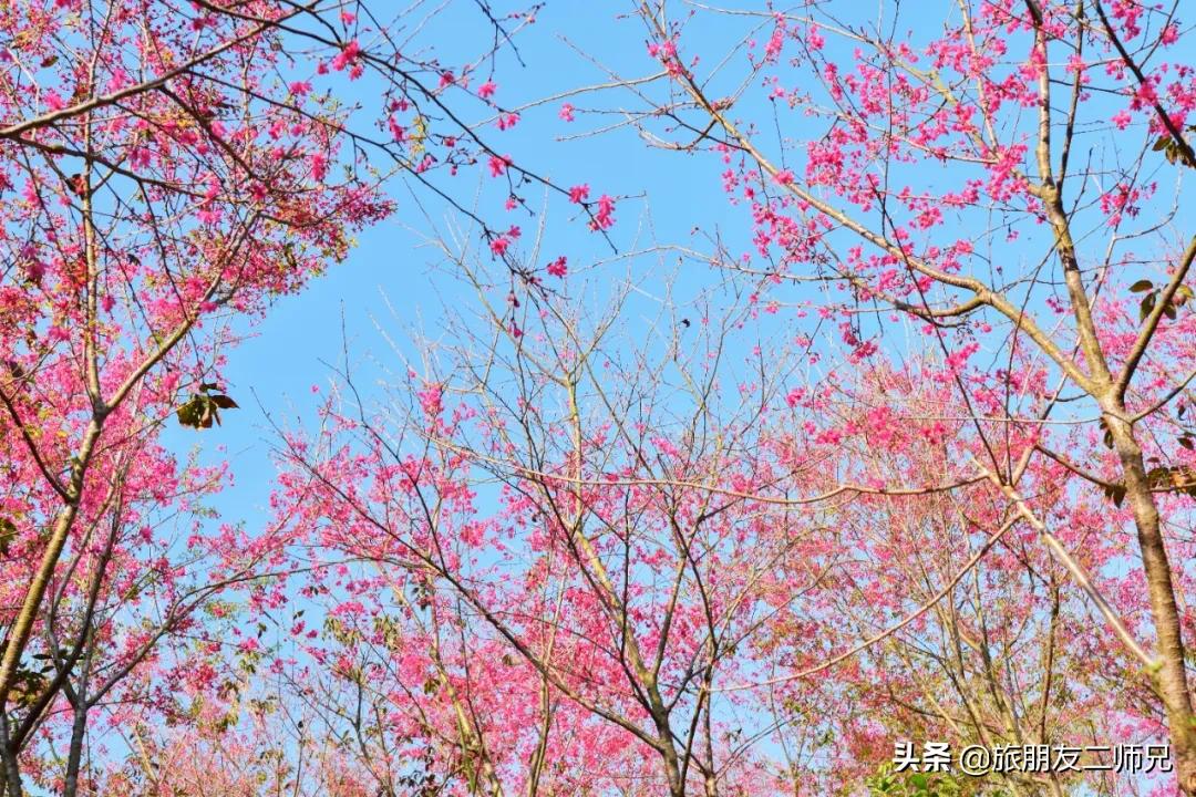 广州花都梯田油菜花,广州徒步赏油菜花路线
