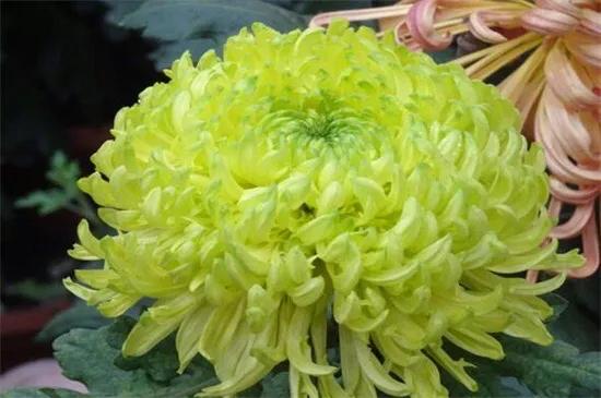 绿牡丹菊花名贵稀有吗,菊花绿牡丹介绍