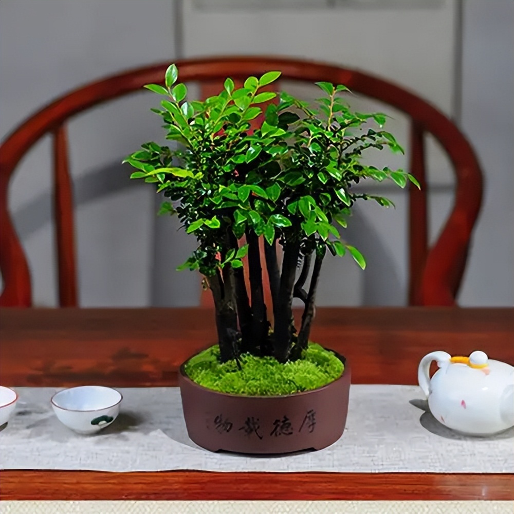 小叶紫檀木头驱虫方法,小叶紫檀怎么养护才能养得好