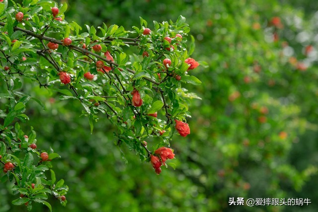 石榴花壁纸生如夏花,石榴花盛开的夏天