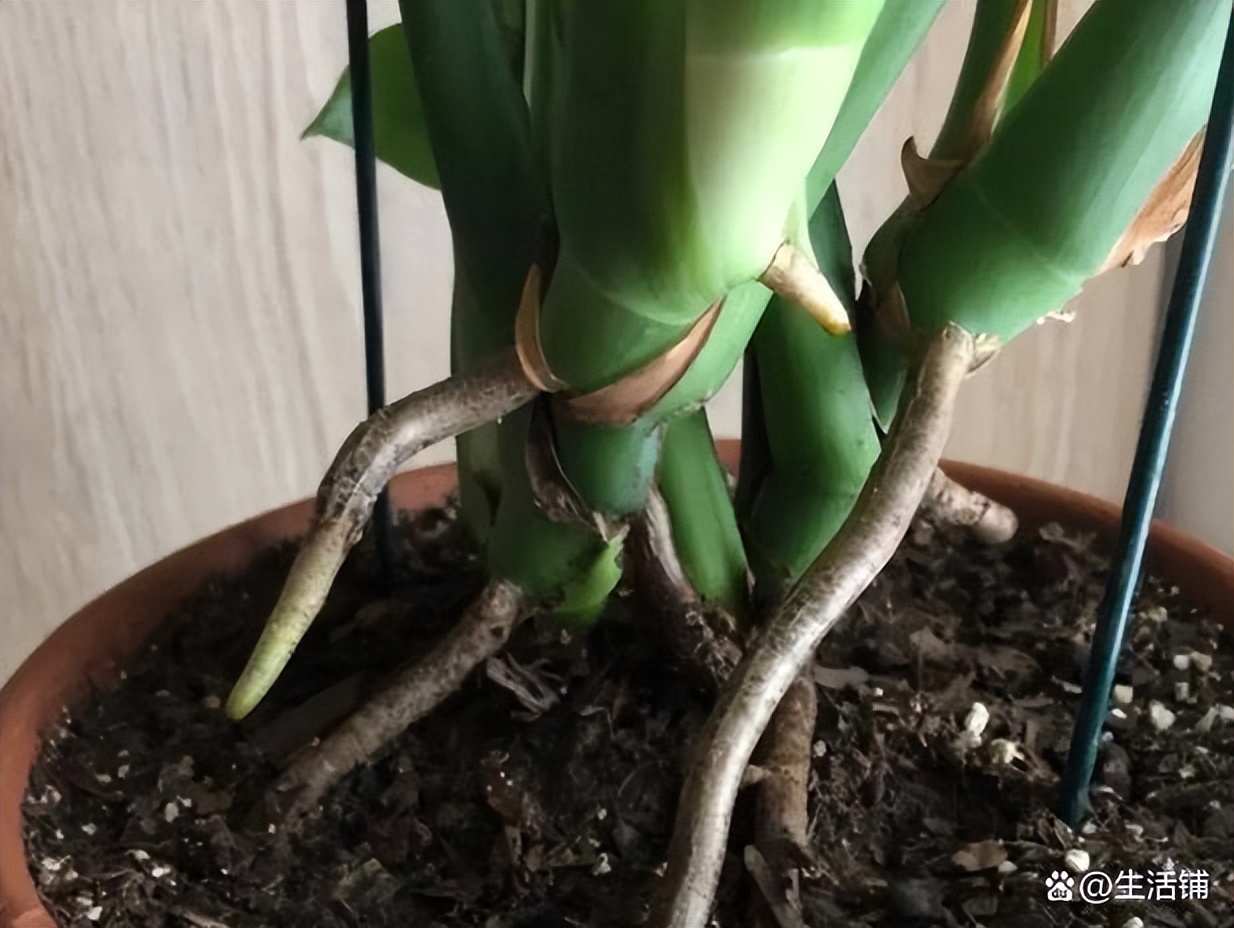 龟背竹的气根怎么处理视频,龟背竹的气根怎么办