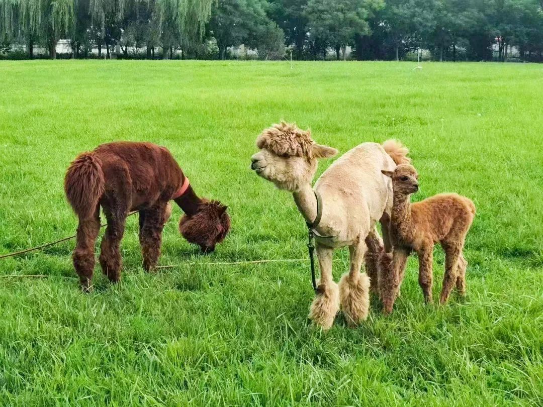 民宿推荐打卡网红酒店,北京小众网红打卡民宿