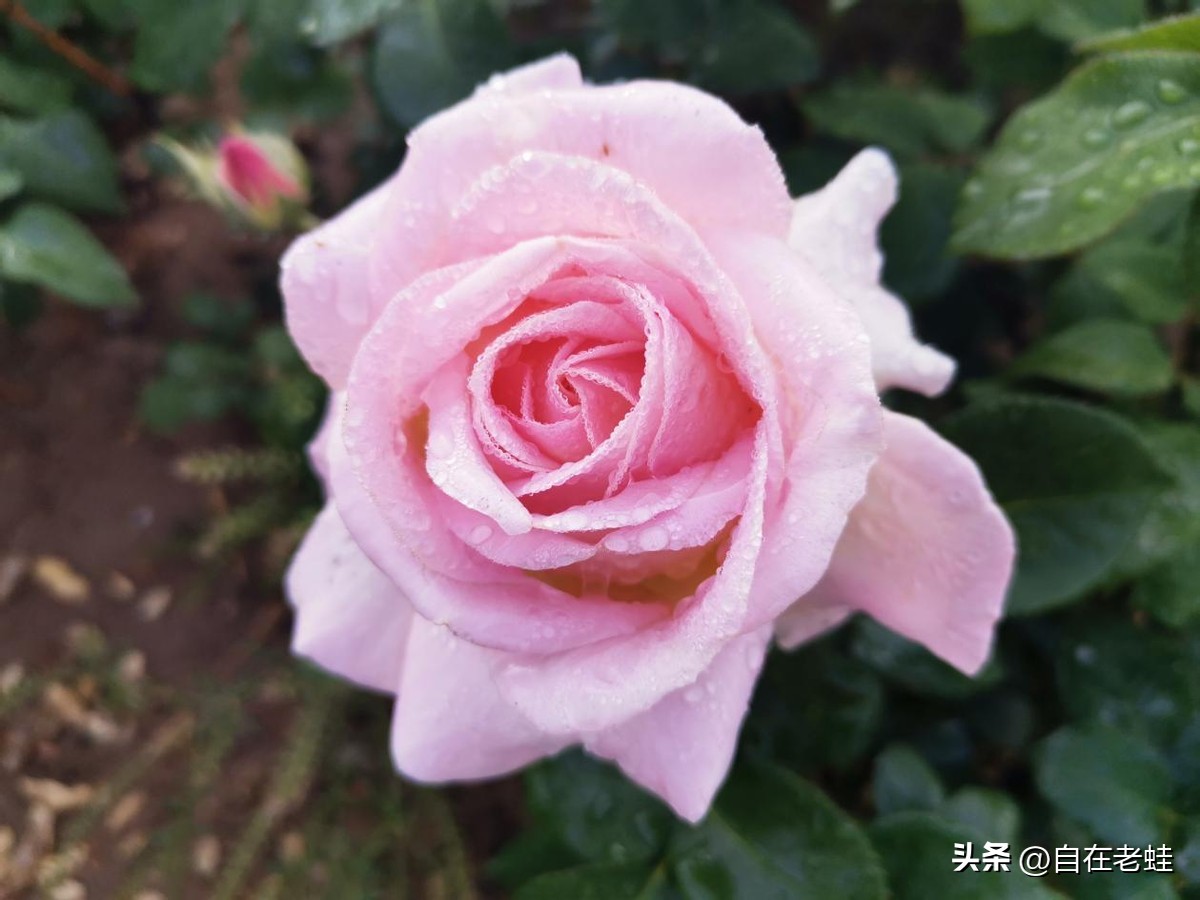 精进日课经典语录,每天日课的经典语录