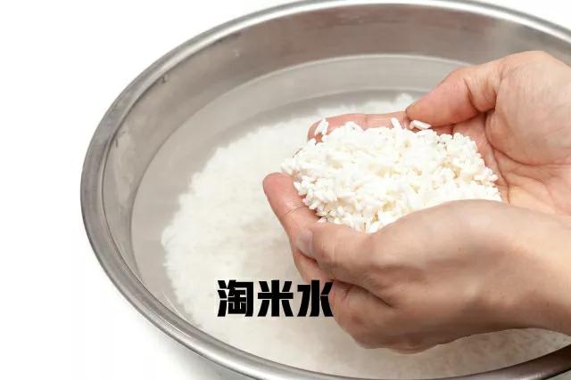 水蚤鱼虫的家庭养殖方法,养水蚤用鱼粪水好还是绿水好