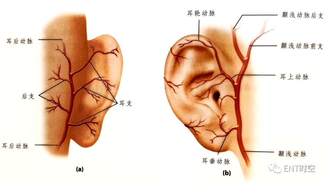 耳部解剖结构和生理功能,耳部解剖笔记