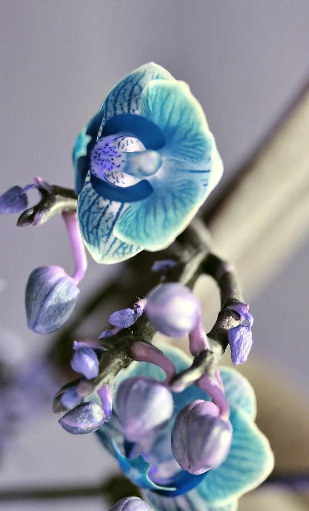 兰花原创图片,兰花品种大全