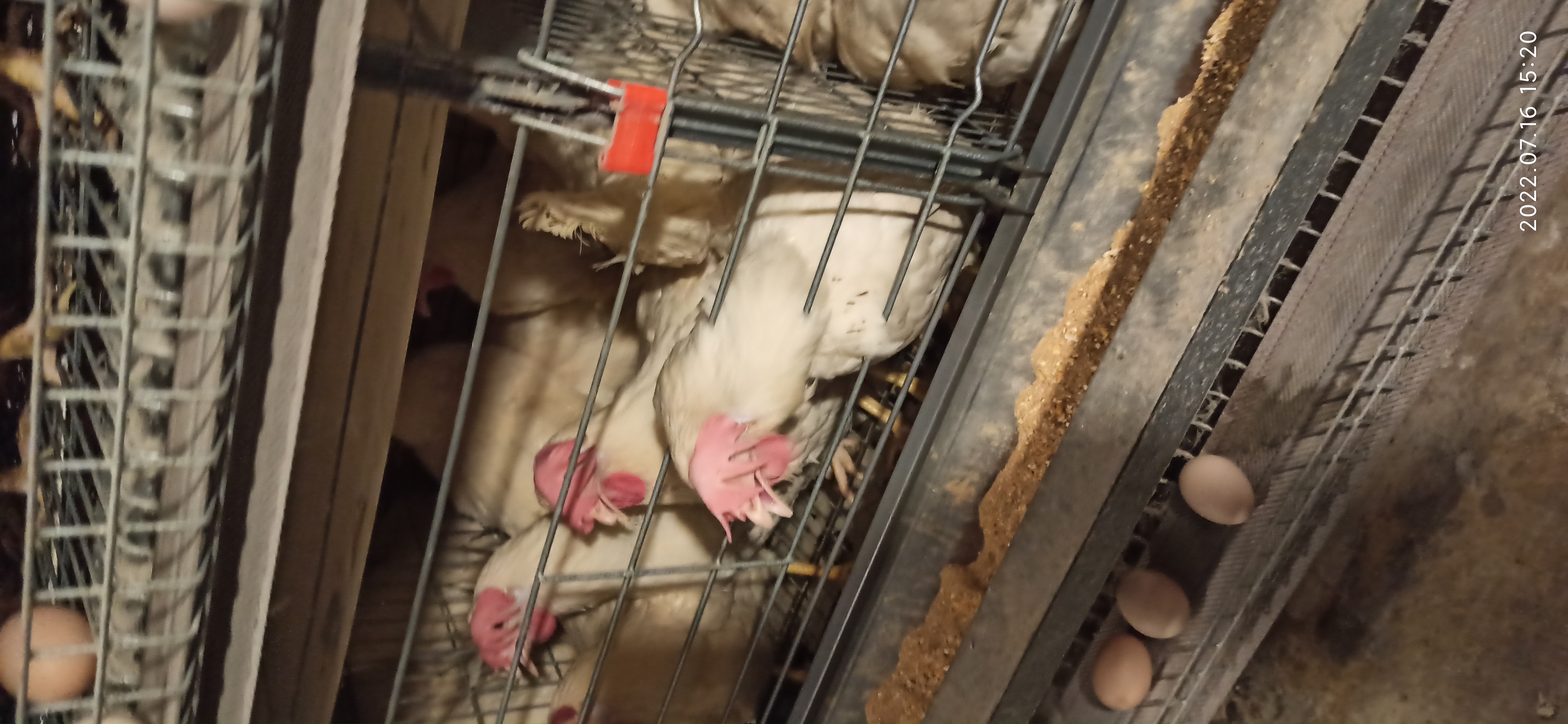 牧翔禽病研究院‖蛋鸡传染性贫血并发滑液囊支原体病例（湖北）69