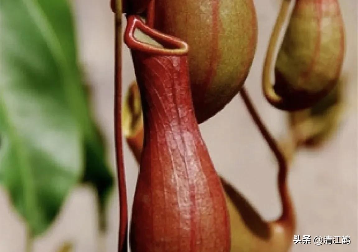 有什么推荐的食虫植物,又好看又便宜的食虫植物