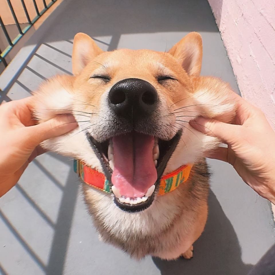 狗狗拿你当妈妈的7种表现,如果狗狗把你当成父母有几种表现