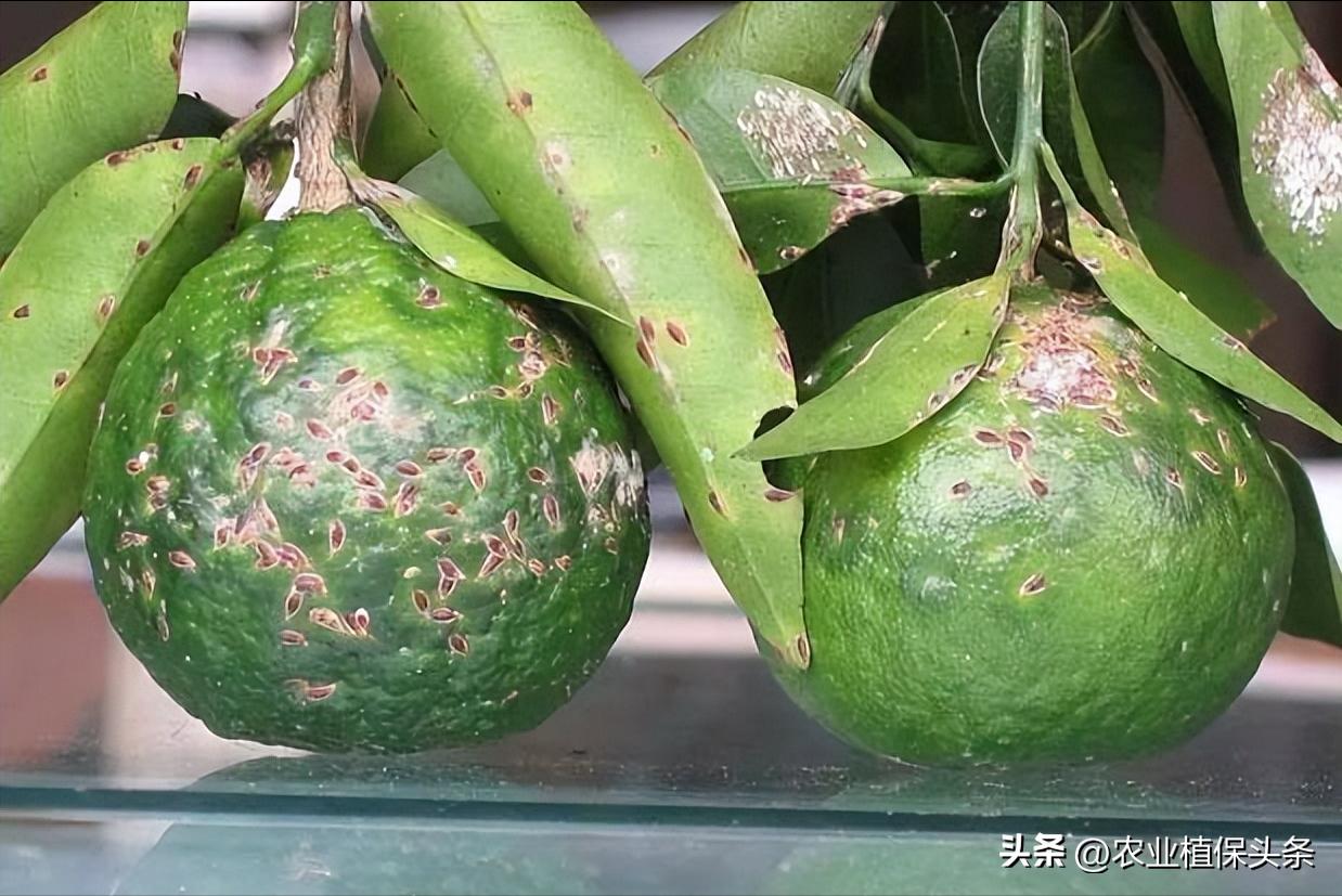昆虫和害虫种类,昆虫和害虫的分类