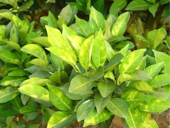 柑橘果树黄化怎么治疗,柑橘冬季黄化落叶怎么回事