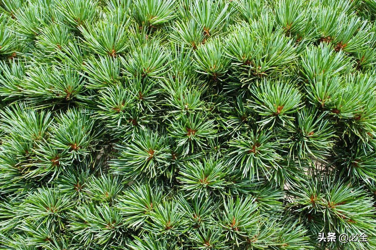 园林景观植物的种类和特点,园林绿化植物常识