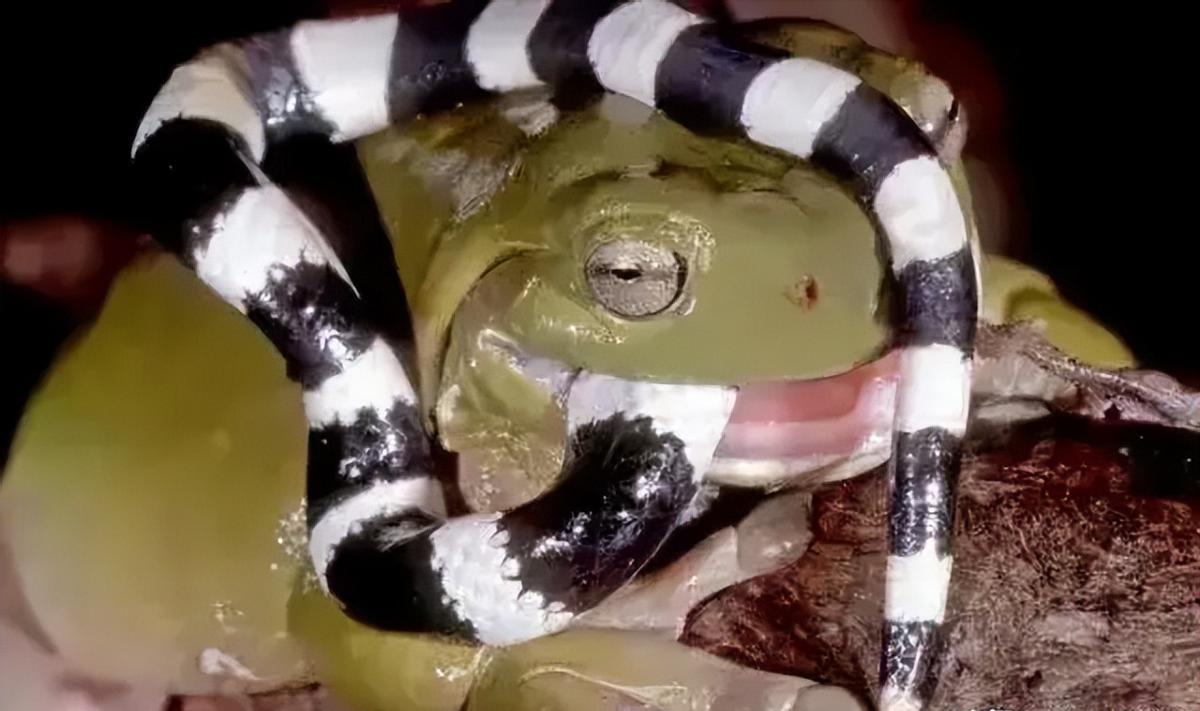 清代酷刑老照片,清末社会老照片酷刑