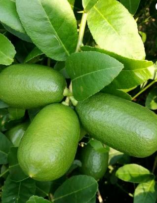 为什么买的香水柠檬不香,香水柠檬为什么那么香