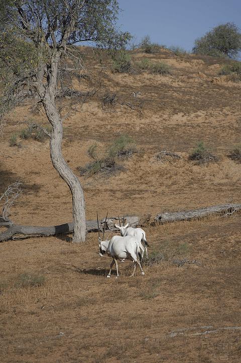 哈伊马角利兹卡尔顿,哈伊马角沙漠丽思卡尔顿酒店