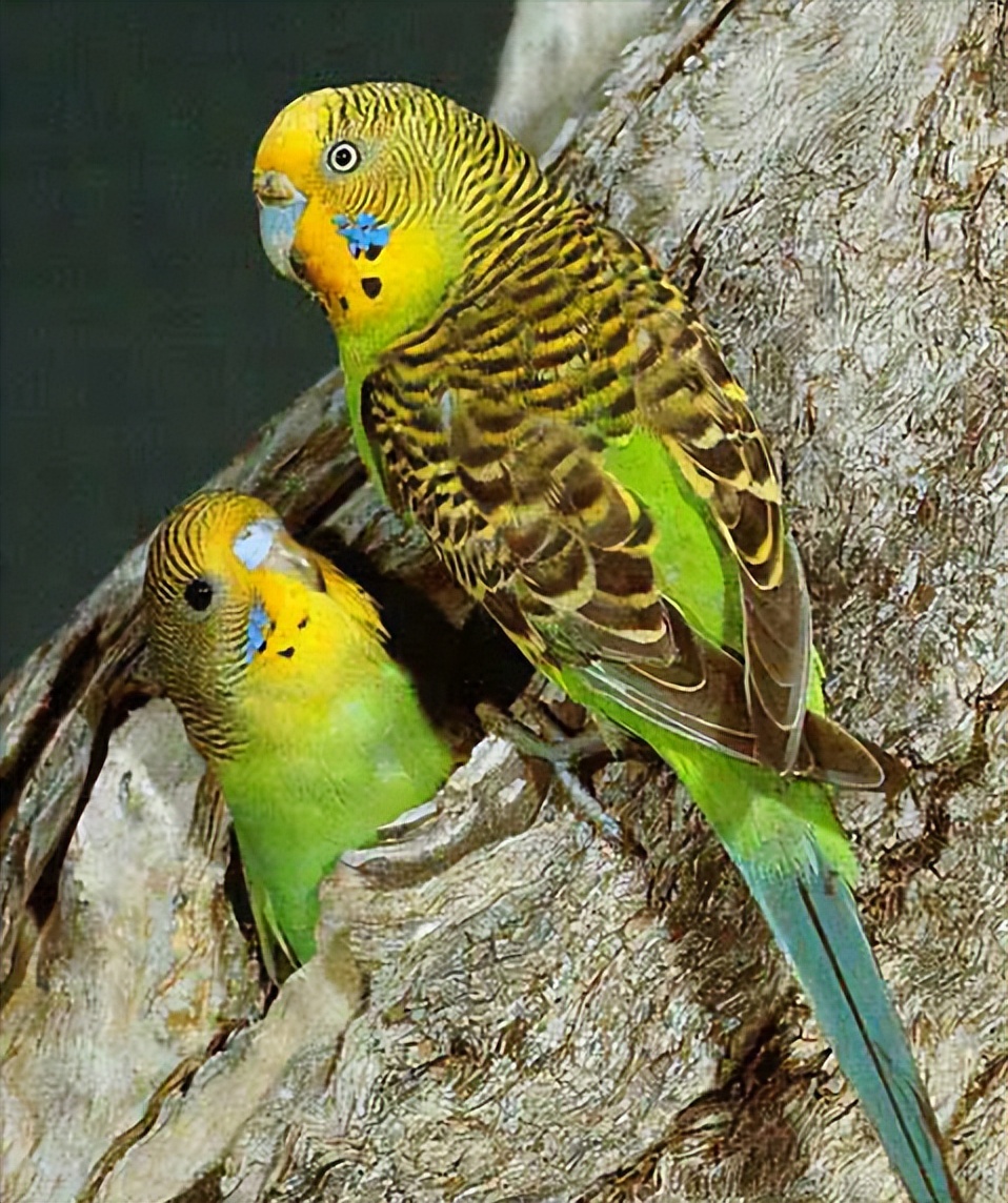 600只鸟图片,50张好看的鸟图片