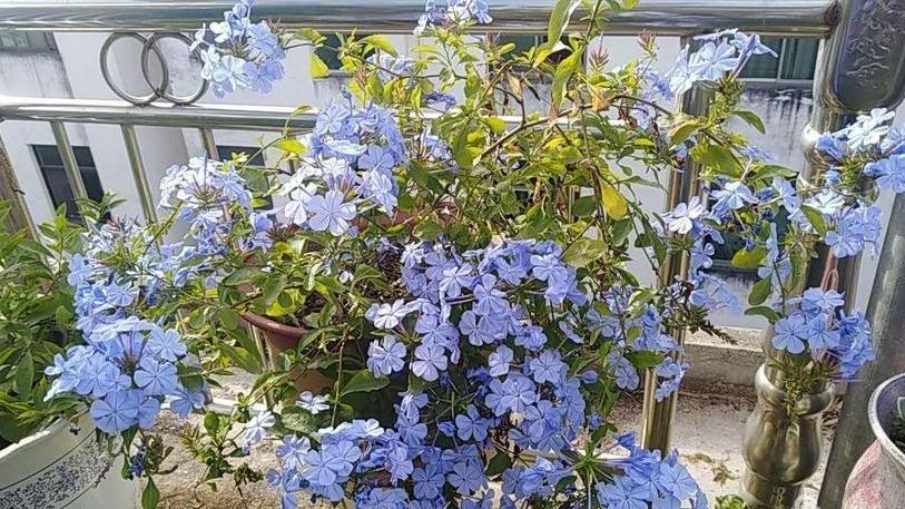 看看花市最受欢迎的6种花,这5种花再好看也别乱养