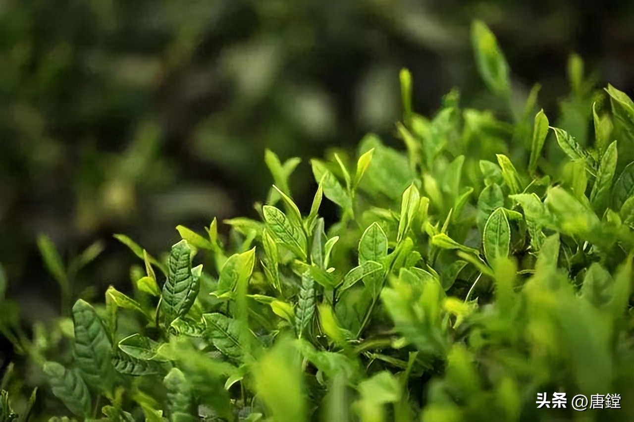 百年毛峰,雁荡毛峰礼盒装价格明细表