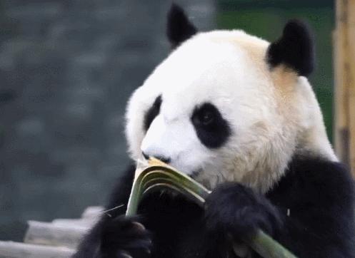 狮子老虎大熊猫,老虎为什么不吃大熊猫呢