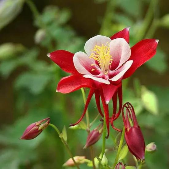 春夏之交，越来越多的花含苞欲放，这一百种娇媚蓓蕾真是美不胜收