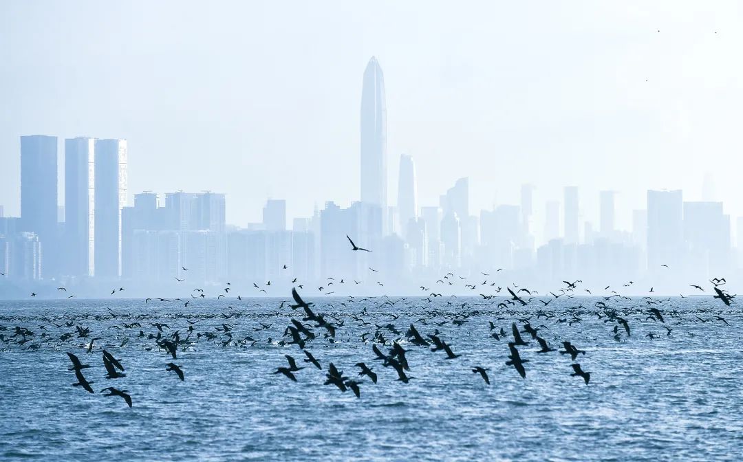 解码深圳,深圳解码