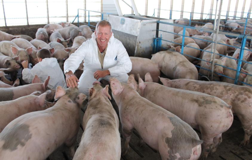 美国猪肉4元每斤的视频,美国猪肉是如何做到那么便宜的