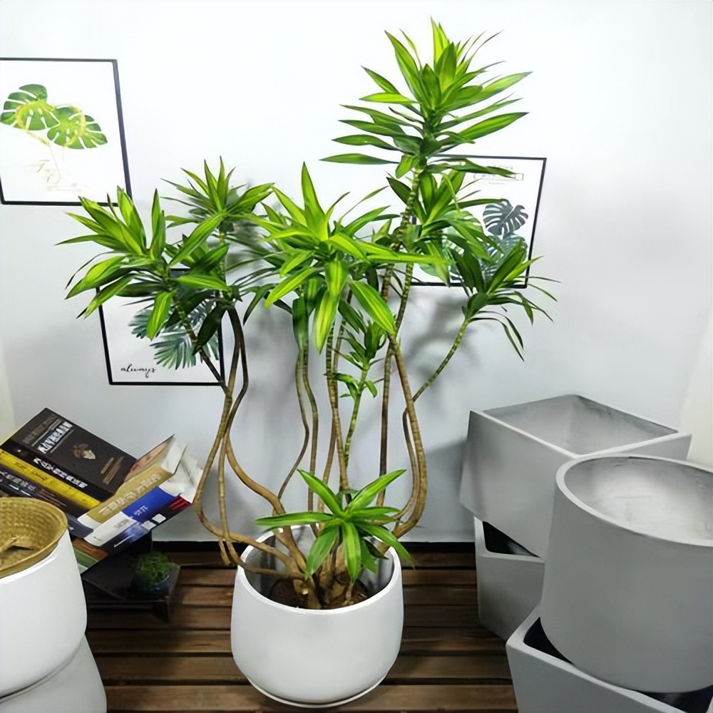 家里客厅寓意最好的树,八方来财树放在客厅什么位置最好