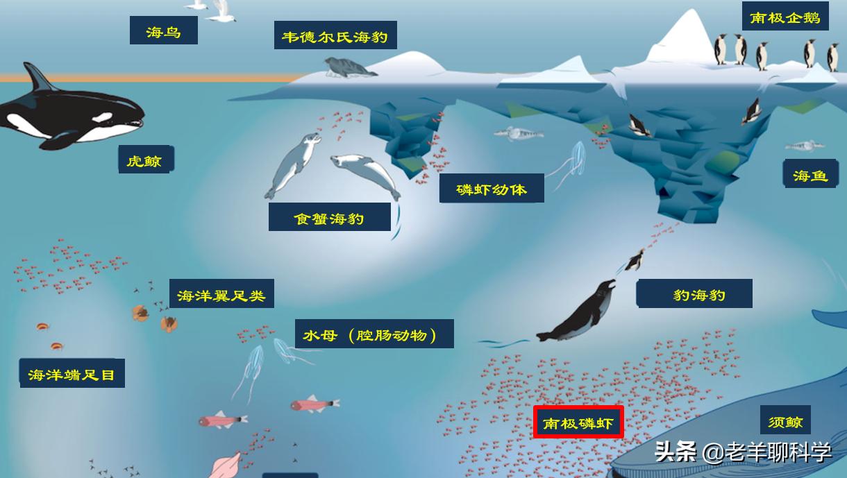 14亿国人的福音：10亿吨“海上金矿”，吃不完繁殖快，为何有隐患
