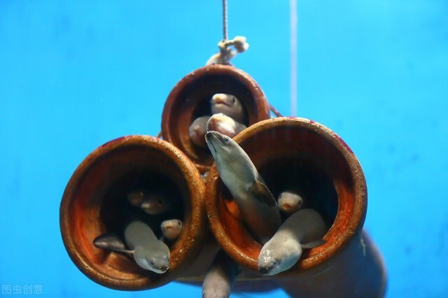 新能源电池突破也许还要靠它，地球上最会用电的动物-电鳗