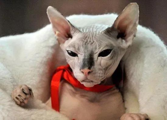 世界上最贵的猫咪,十种世界上最昂贵的猫咪