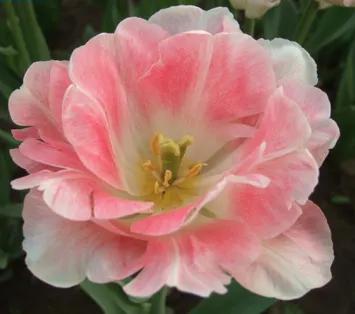 一花一世界一念一佳人的图片,一花一世界一叶一春秋图片